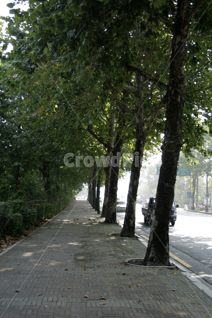 거리,길,가로수,도로,나무,식물,자연,plants,nature,나무,trees,wood