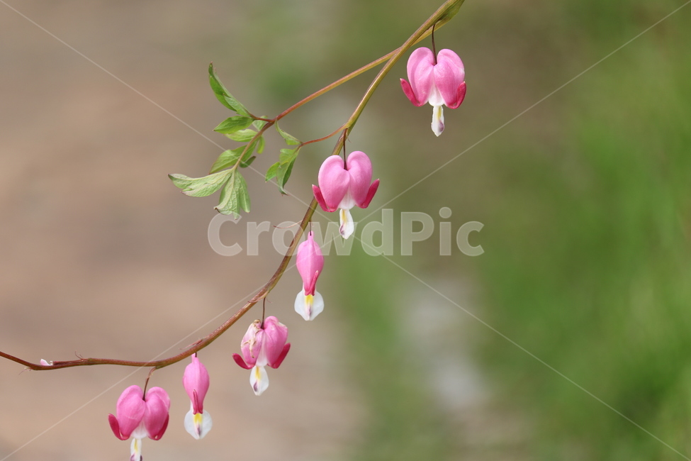 꽃,봄,여름,수목원,자연,봄,계절,spring,season,식물,자연,plants,nature,꽃,flower,plant,blossom