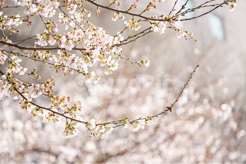 꽃,봄,벚꽃,cherry,blossom,flowers,spring,핑크,보케,bokeh,봄,계절,spring,season,식물,자연,plants,nature,꽃,flower,감성,sensible,feeling,휴식,힐링,rest,relaxation,healing,plant,cherry blossom