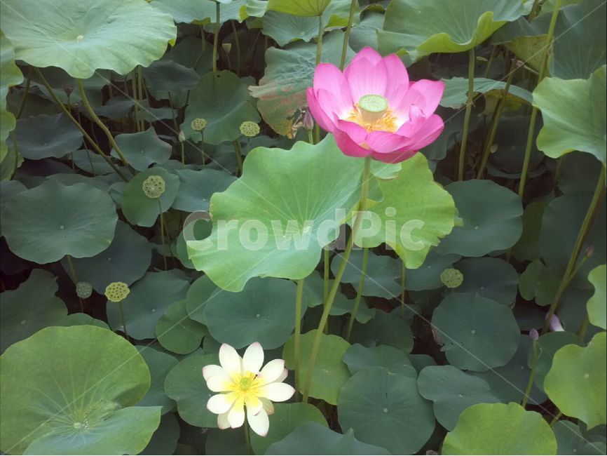 경주,연꽃축제,연꽃,연잎,여름,식물,자연,plants,nature,꽃,flower