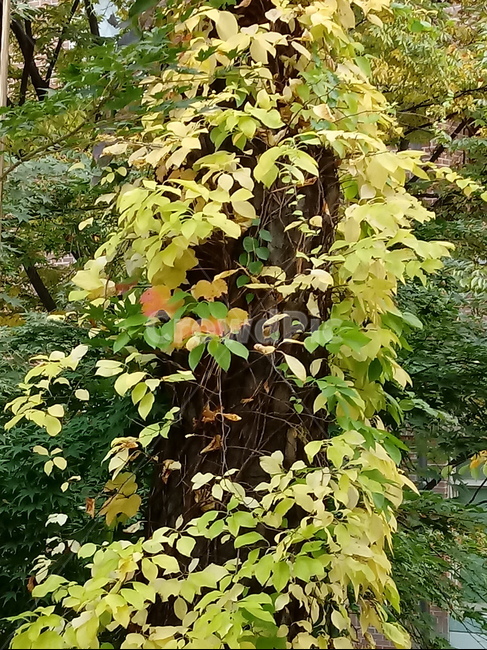 가을,단풍,낙엽,maple,plant,식물,단풍나무,단풍잎,leaf,잎,tree,나무,계절,fallautumnseason,가을단풍,자연,풍경,경치,가을,계절,fall,autumn,season,식물,자연,plants,nature,나무,trees,wood