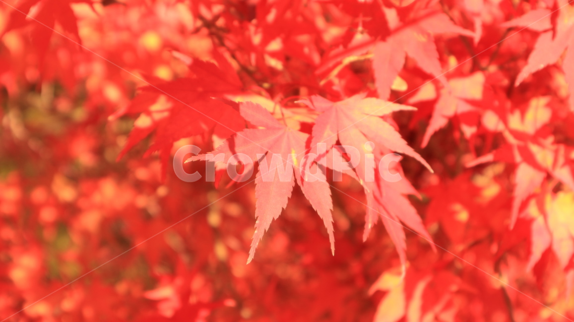 단풍,잎,가을,나무,단풍잎,autumn,maple,tree,가을,계절,fall,autumn,season,식물,자연,plants,nature