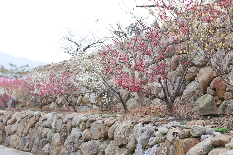 매화마을,매화꽃,매화축제,매화,꽃,flower,봄,계절,spring,season,자연,풍경,nature,landscape,plant,식물