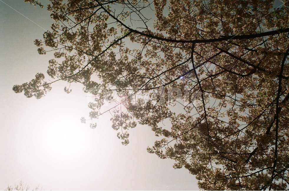 봄,꽃,벚꽃,벚꽃나무,봄꽃,계절,감성,힐링,자연,풍경,season,flower,spring,식물,햇빛,봄,계절,spring,season,식물,자연,plants,nature,나무,trees,wood,휴식,힐링,rest,relaxation,healing,plant,tree