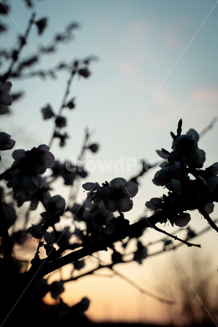 벚꽃,꽃,flower,봄,spring,자연,blossom,식물,자연,plants,nature,꽃,flower