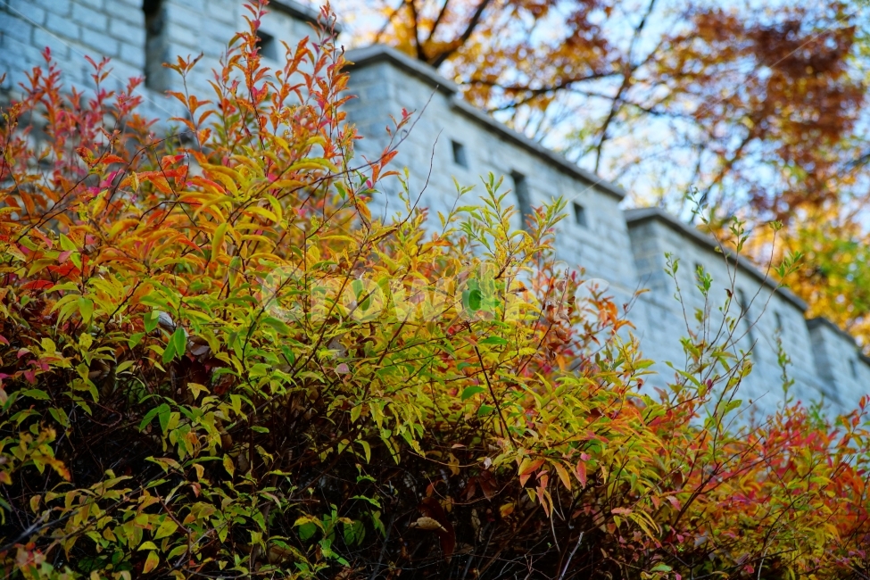 서울,코리아,한국,성벽,성곽,한양도성,seoul,korea,캐슬,성,castle,가을,계절,autumn,fall,season,자연,nature,식물,나무,풍경,plants,tree,landscape,하늘,sky,blue,문화재,유적지,한국전통,한국문화,건축,토목,단풍,조선시대,조선왕조,히스토리,history,역사,한국풍경,한국자연,한국적인,가을,계절,fall,autumn,season,한국전통,한국문화,korean traditional,korean culture,식물,자연,plants,nature