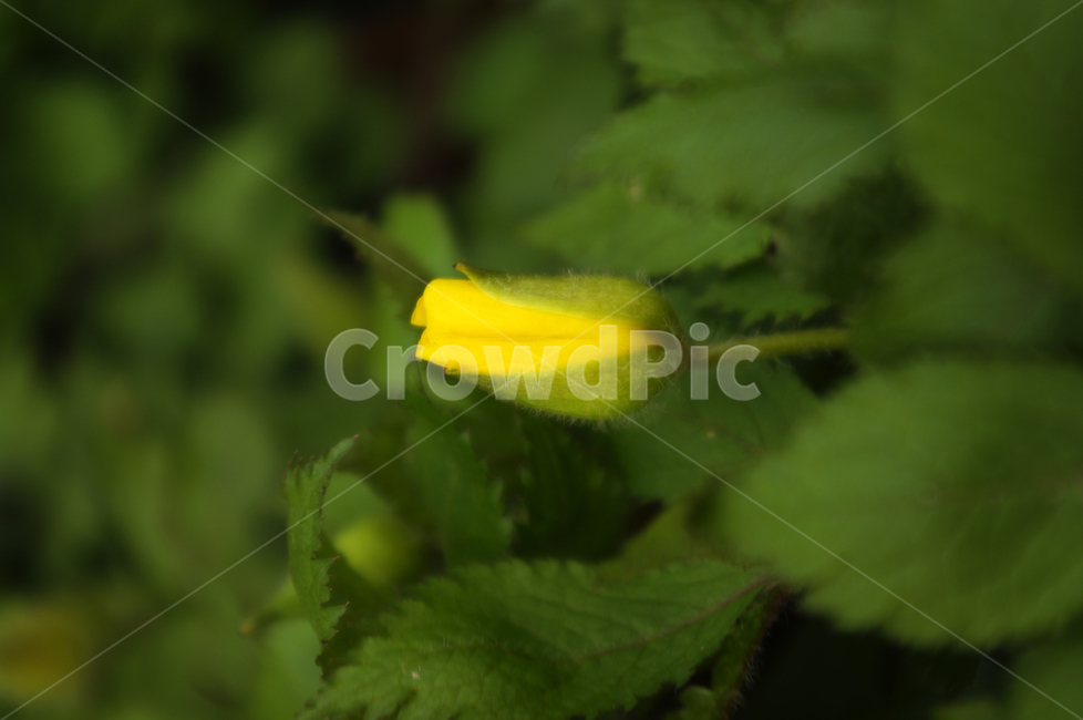 봄,spring,계절,식물,plant,자연,nature,꽃,flower,식물,자연,plants,nature,꽃,flower