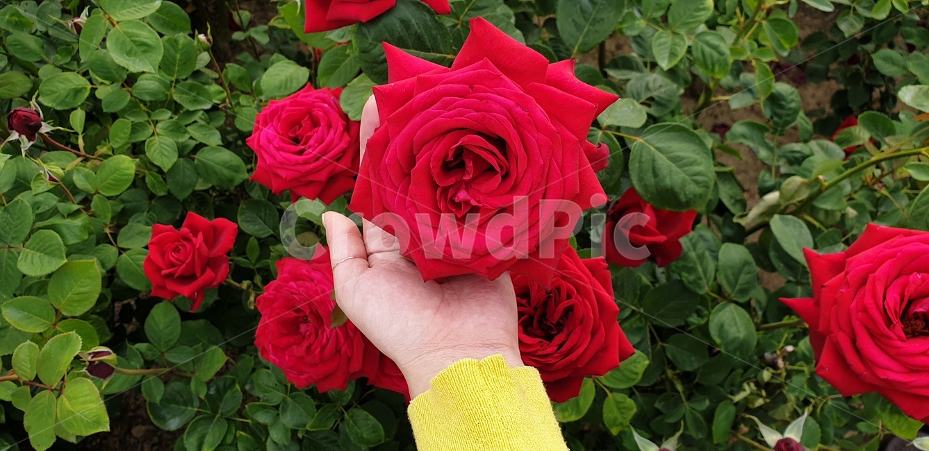 장미,꽃,flower,rose,빨강