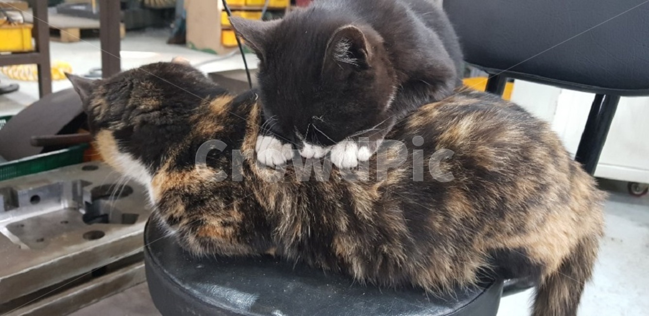 고양이,cat,야옹이,나비,냥이,동물,animal,포유류,mammal,고양이,cat,kitten,kitty