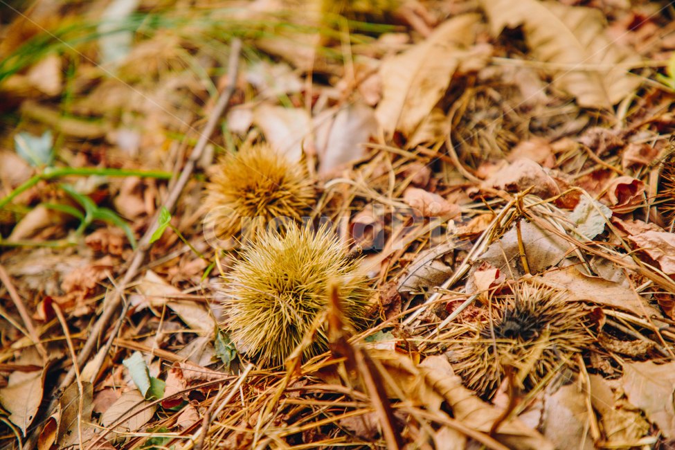 밤,밤송이,알밤,낙옆,가을,추석,나뭇잎,풀잎,단풍,명절,가을,계절,fall,autumn,season,자연,풍경,nature,landscape,감성,sensible,feeling,vegetation,초목,plant,식물