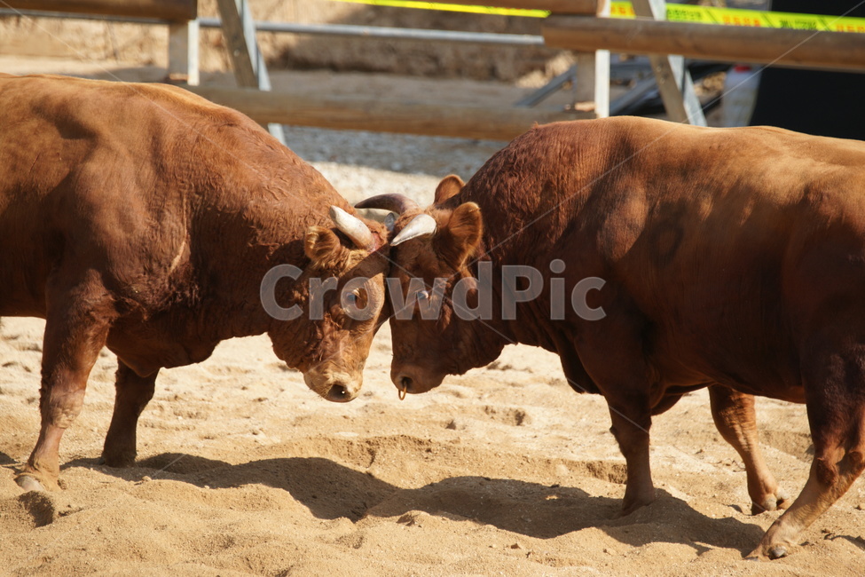 소,동물,가축,황소,animal,결투,싸움,동물,animal,포유류,mammal