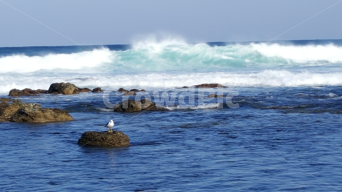 파도,갈매기,자유,바다,sea,자연,고독,자연,풍경,nature,landscape,동물,animal,조류,새,birds,outdoors,옥외,ocean,대양,water,물,bird
