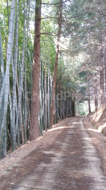 길,쉼,휴식,명상,여유,대나무,대나무길,흙길,숲길,자연,풍경,nature,landscape,plant,식물,tree,나무