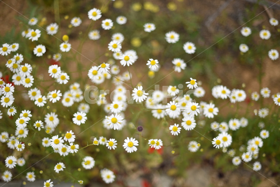꽃,식물,flower,야생화,계란꽃,식물,자연,plants,nature,꽃,flower