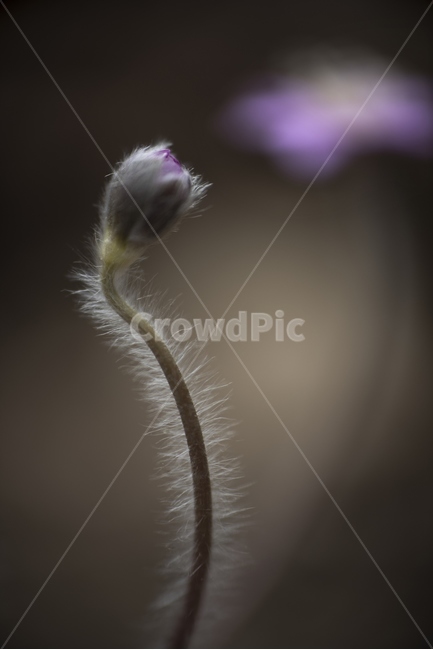 꽃,flower,노루귀꽃,봄꽃,식물,plant,blossom,식물,자연,plants,nature,꽃,flower