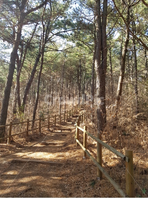 나무,식물,자연,tree,trees,plant,오솔길,등산로,trail