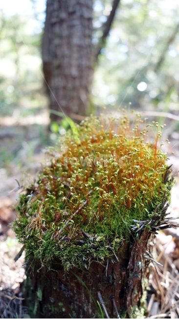 나무,이끼,식물,자연,숲,식물,자연,plants,nature