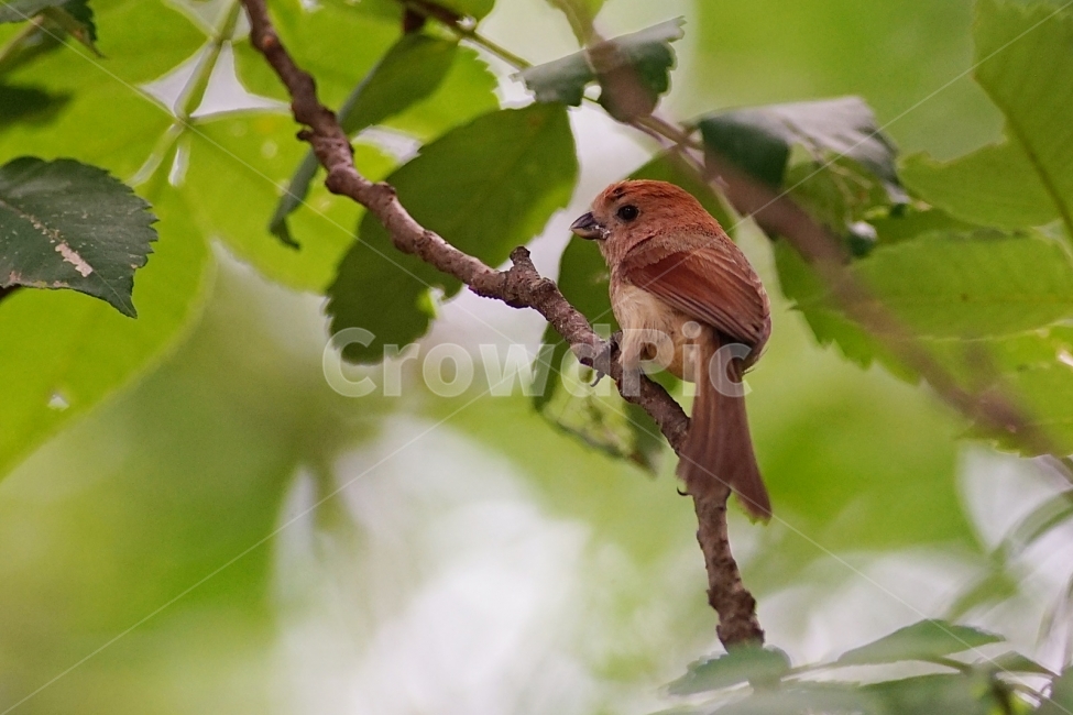 조류,탐조,뱁새,붉은머리오목눈이,작은새,산새,동물,animal,조류,새,birds