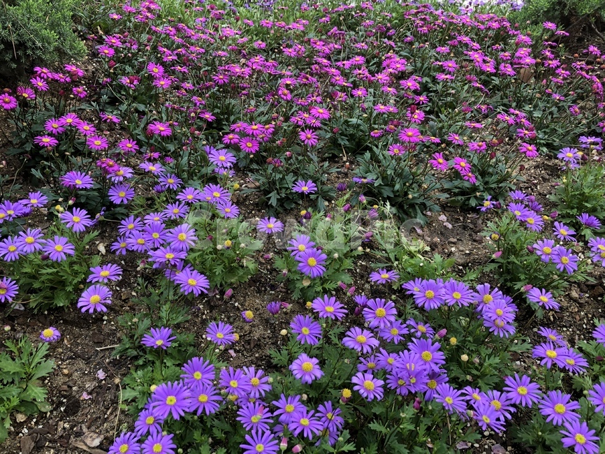 꽃,식물,봄꽃,블루데이지,보라색,자주색,식물,자연,plants,nature,꽃,flower