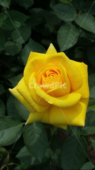 꽃,자연,계절,플라워,아름다움,색감,개화,flower,식물,자연,plants,nature,꽃,flower