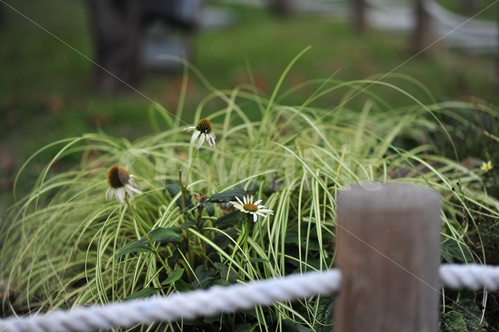 꽃,화단,그린그린,풀떼기,감성,식물,자연,plants,nature,꽃,flower