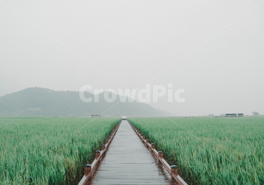 자연,길,갈대길,순천만,비오는날,자연,풍경,nature,landscape,한국자연풍경,한국자연경관,korea nature landscape,감성,sensible,feeling,path,통로