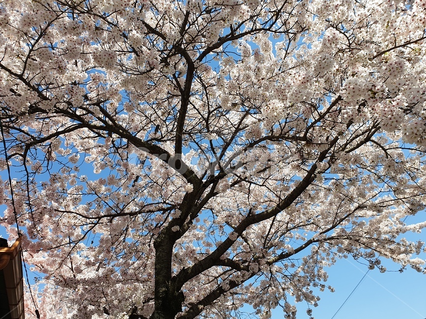 plant,식물,blossom,flower,꽃,꽃나무,하늘,꽃잎,벗꽃나무,벗꽃,나무