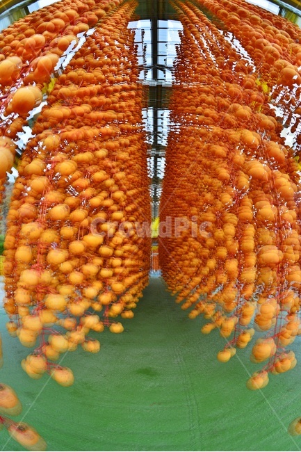 전북,완주,산골마을,곶감말리기,곶감,plant,식물,food,음식,fruit,과일,persimmon,감