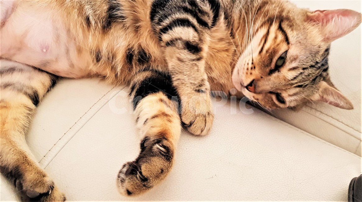 고양이,cat,귀여운,cute,동물,animal,줄무늬고양이,눕다,애교,편안함,comfort,attractiveness,동물,animal,포유류,mammal,고양이,cat,kitten,kitty