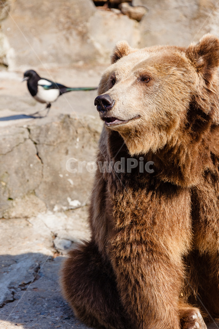 곰,동물,육식동물,포식자,동물원,동물,animal,포유류,mammal