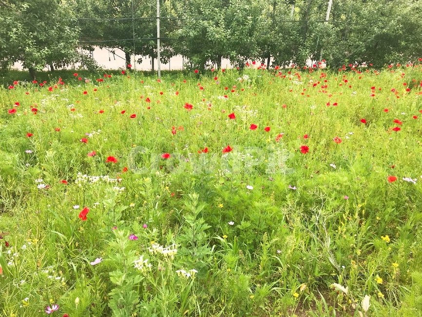 꽃,들꽃,나무,풀,flower,tree,grass