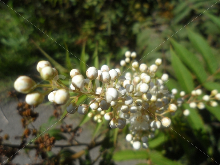 꽃,봉오리,애틋함,가을,함께,오케이,식물,자연,plants,nature,꽃,flower
