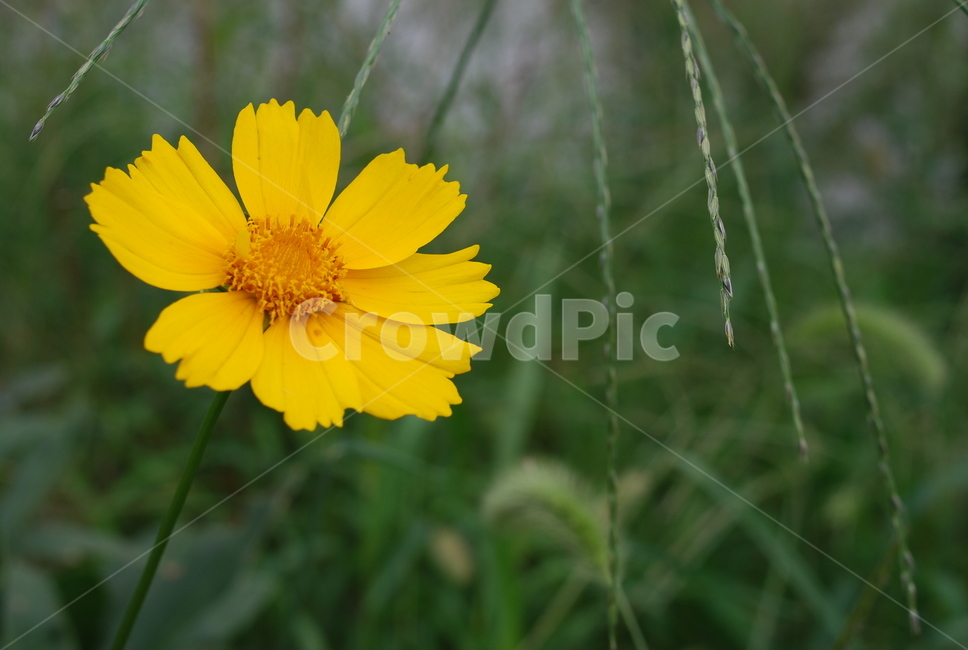 꽃,금계국,노랑,감성,접사,식물,자연,plants,nature,꽃,flower