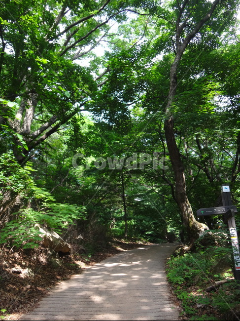산속,숲길,산길,등산로,산책로,탐방로,나무,자연,풍경,nature,landscape,garden,정원,outdoors,옥외,arbour,정자