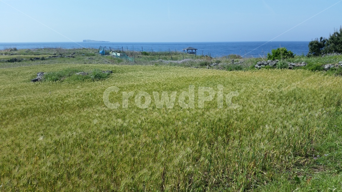 언덕,청보리,들판,초원,동산,고개,평지,풍경,구릉,평원,평야,hill,hillock,koppie
