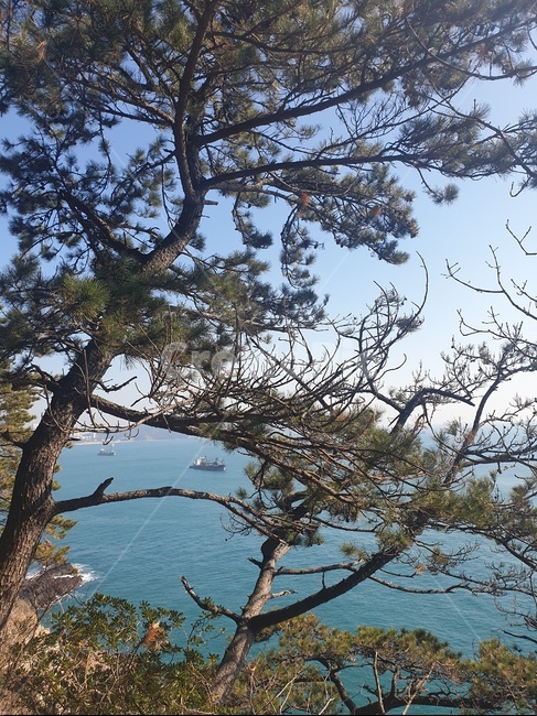 나무,바다,나뭇가지,tree,sea,자연,풍경,nature,landscape,plant,식물,tree trunk,나무 줄기