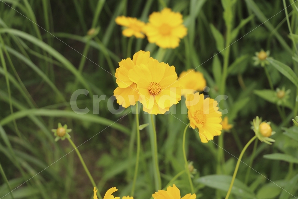 꽃,자연,노란색,풀,감성,식물,자연,plants,nature,꽃,flower