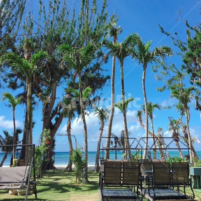 summer,여름,야자수,palmtree,tree