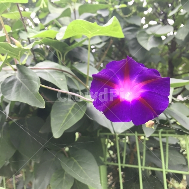 꽃,보라꽃,나팔꽃,둥근나팔꽃,둥근잎나팔꽃,CommonMorningglory,MorningGlory,메꽃과,들꽃,야생화,덩굴식물,관상용,식물,Flower,식물,자연,plants,nature,꽃,flower