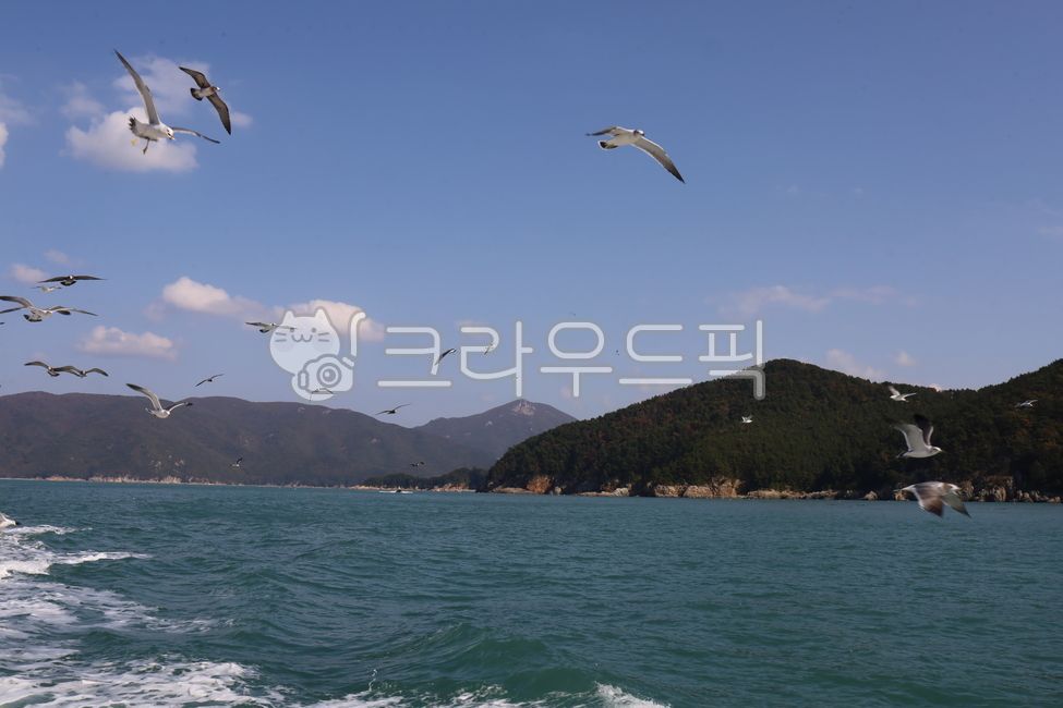 바다,가을,소매물도,갈매기,하늘,배경