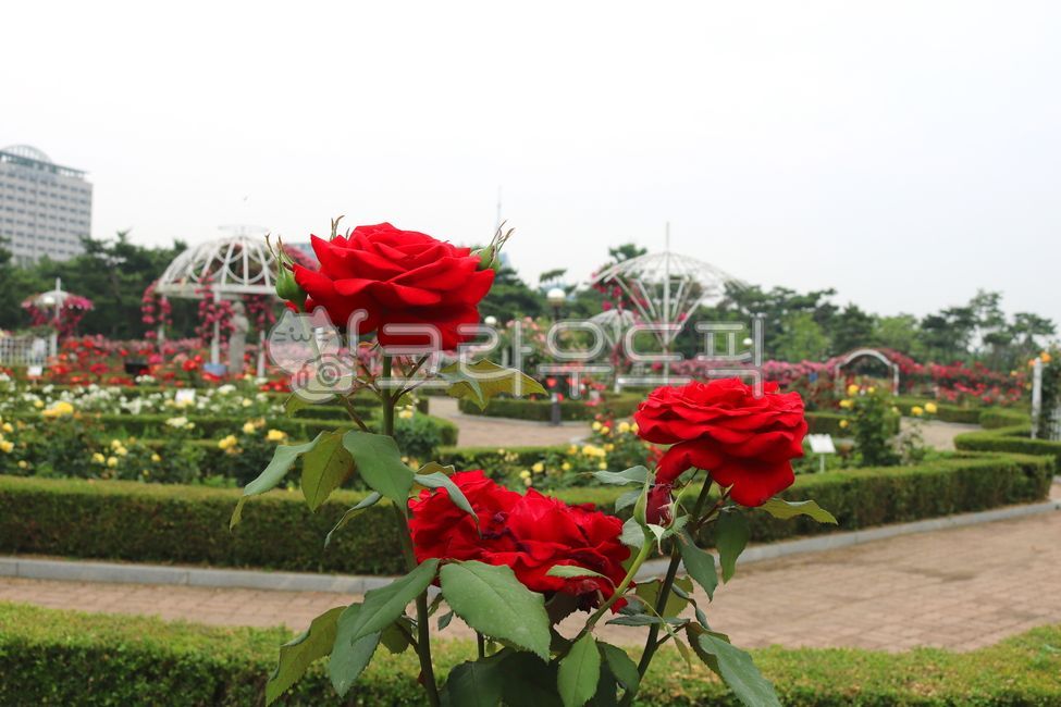 red rose,Rose,thorn tree,ornamental,vine plant,Rouge Meian Rose,spring,spring flowers,trail,petal,Ilsan Lake Park,park,garden tree,thorn,nature,lake park,tree,Roujimeian,leaf,flower,plant,walking path,rose
