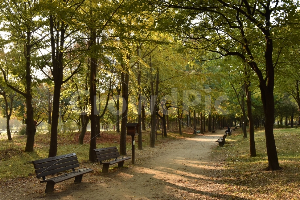 Nikon,D750,Artis,서울숲,가을,풍경,자연,풍경,nature,landscape,가을,계절,fall,autumn,season,휴식,힐링,rest,relaxation,healing,bench,벤치,tree,나무,plant,식물,furniture,가구