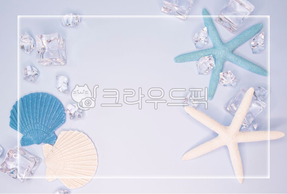 여름,얼음,불가사리,시원함,카피스페이스,배경,여백,조개껍데기,가리비,차가움,해양생물,바다생물