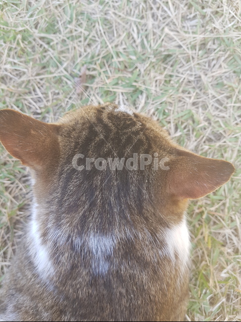 고양이,잔디,뒷모습,동물,cat,동물,animal,포유류,mammal,고양이,cat,kitten,kitty
