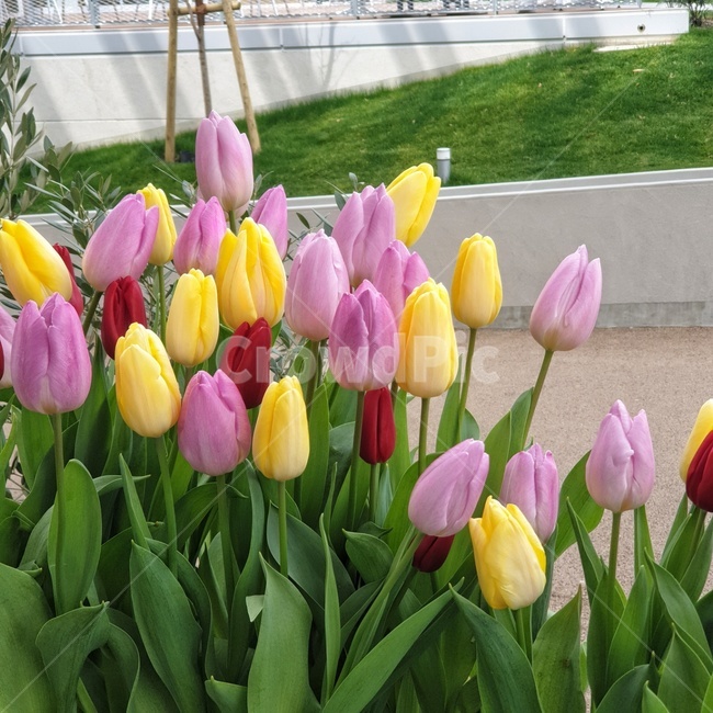 plant,식물,blossom,flower,꽃,yellow,pink,red,purple,다채로움