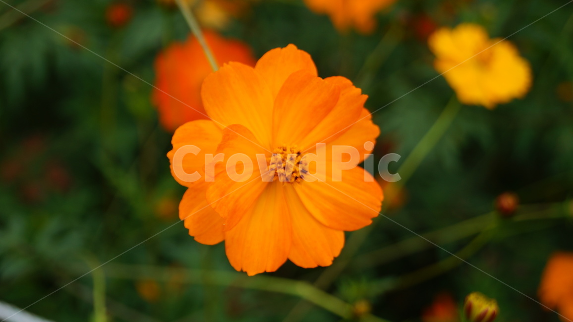 꽃,코스모스,식물,코스모스축제,꽃길,가을,계절,fall,autumn,season,식물,자연,plants,nature,꽃,flower,plant