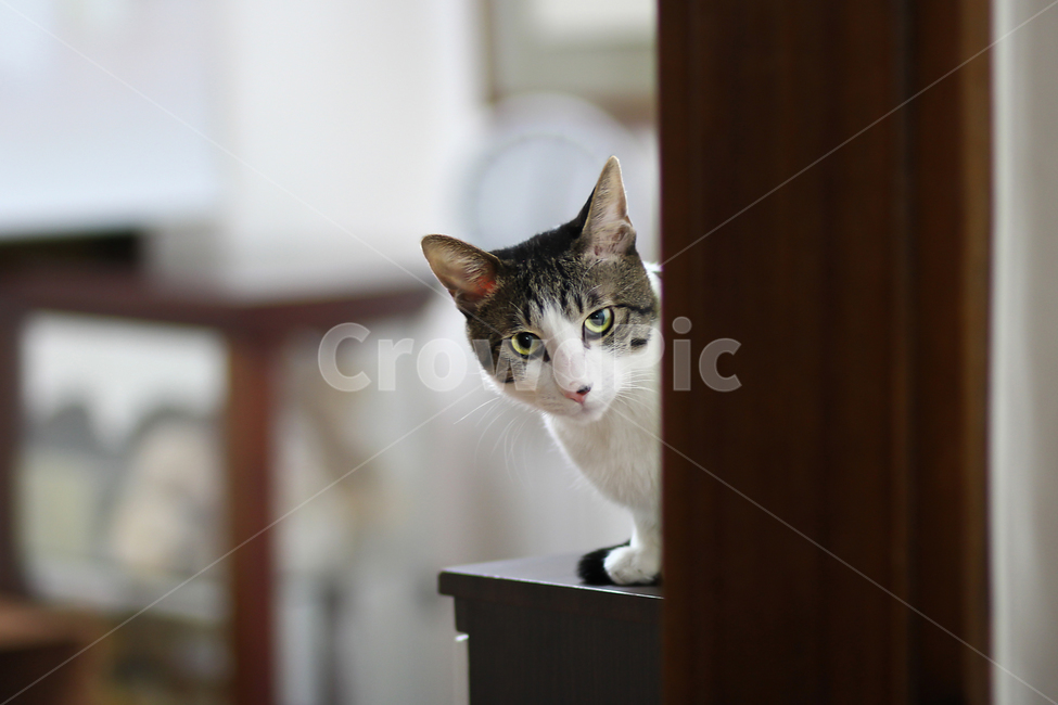 고양이,cat,animal,동물,야옹이,kitty,애묘,동물표정,pet,애완동물,포유류,반려동물,유기묘,길냥이,kitten,아기고양이,코숏,코리안숏헤어,캣대디,캣맘,반려묘,휴식,힐링,res,trelaxation,healing,포유,류mammal,동물,animal,포유류,mammal,고양이,cat,kitten,kitty