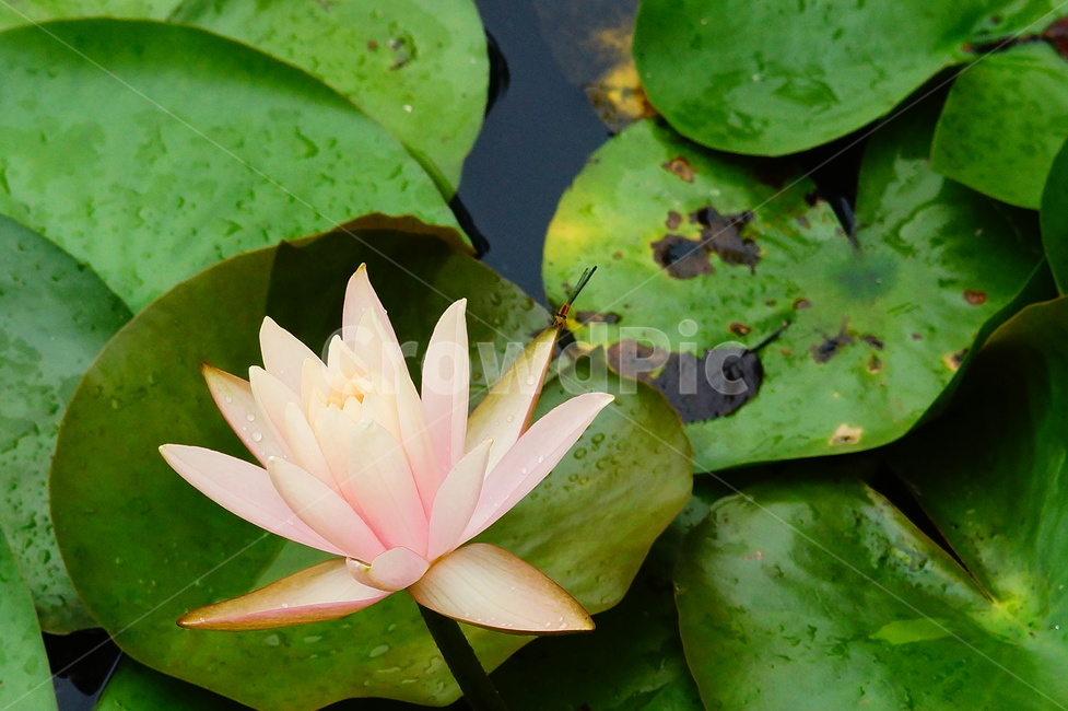 blossom,꽃,plant,식물,lily,flower,연못백합,연꽃