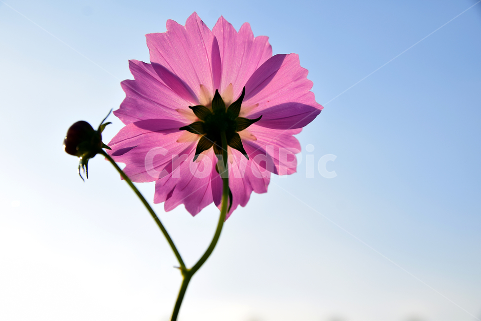 코스모스,코스모스꽃,꽃,가을,가을꽃,꽃받침,하늘,식물,국화과,꽃잎,cosmos,flower,fall,autumn,plant,blossom,flowercup,petal,식물,자연,plants,nature,꽃,flower