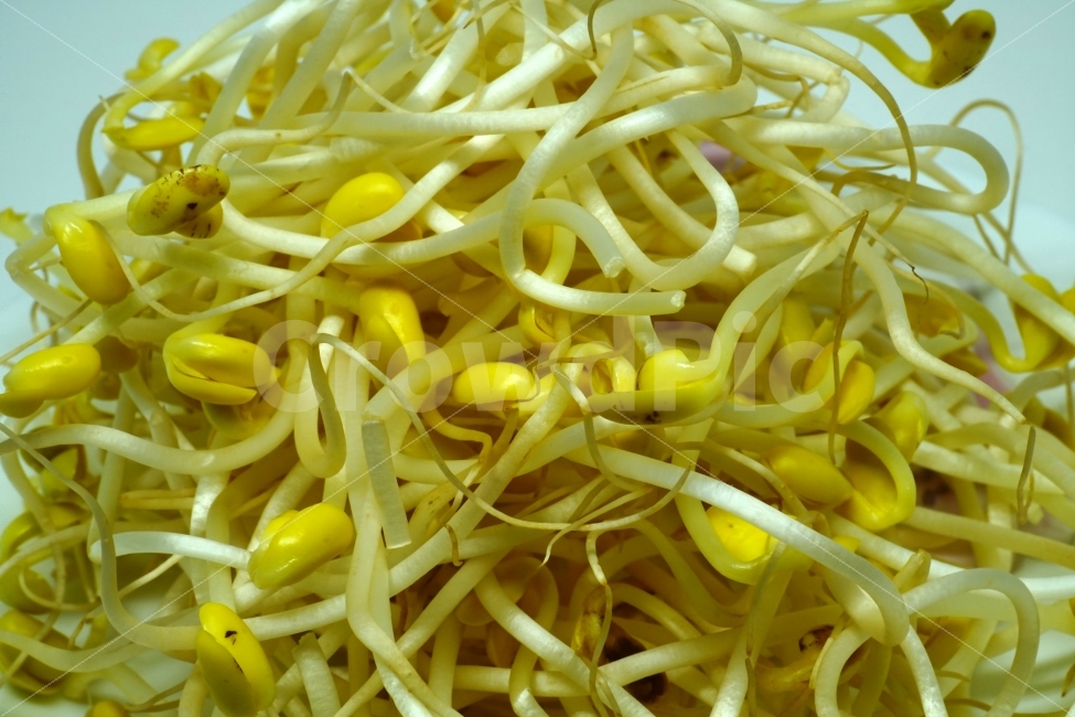 식재료,식자재,요리,cook,레시피,recipe,음식,반찬,food,meal,vegetable,야채,채소,오브젝트,사물,물건,object,컨셉,콘셉,concept,주방,부엌,요리사,주방장,신선한,신선하다,신선도,싱싱한,싱싱하다,맛,맛있는,맛있게,맛있다,일상,생활,eat,식품,식료품,식물,자연,자연식품,건강식품,접사,macro,콩나물,beansprouts,음식,식재료,요리,food,cook,meal,dishes,food reserves,채소,야채,vegetables